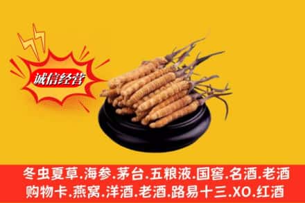 上海市闵行名酒回收冬虫夏草.jpg